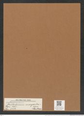 Stictodiscus margaritaceus Castrac. (de-Toni-Nr.: Genus 205, Species 5231) Zeichnungen Sammlung Grunow Mappe 05002 (Herbarium_W_Grunow_drawings_Folder_05002)
